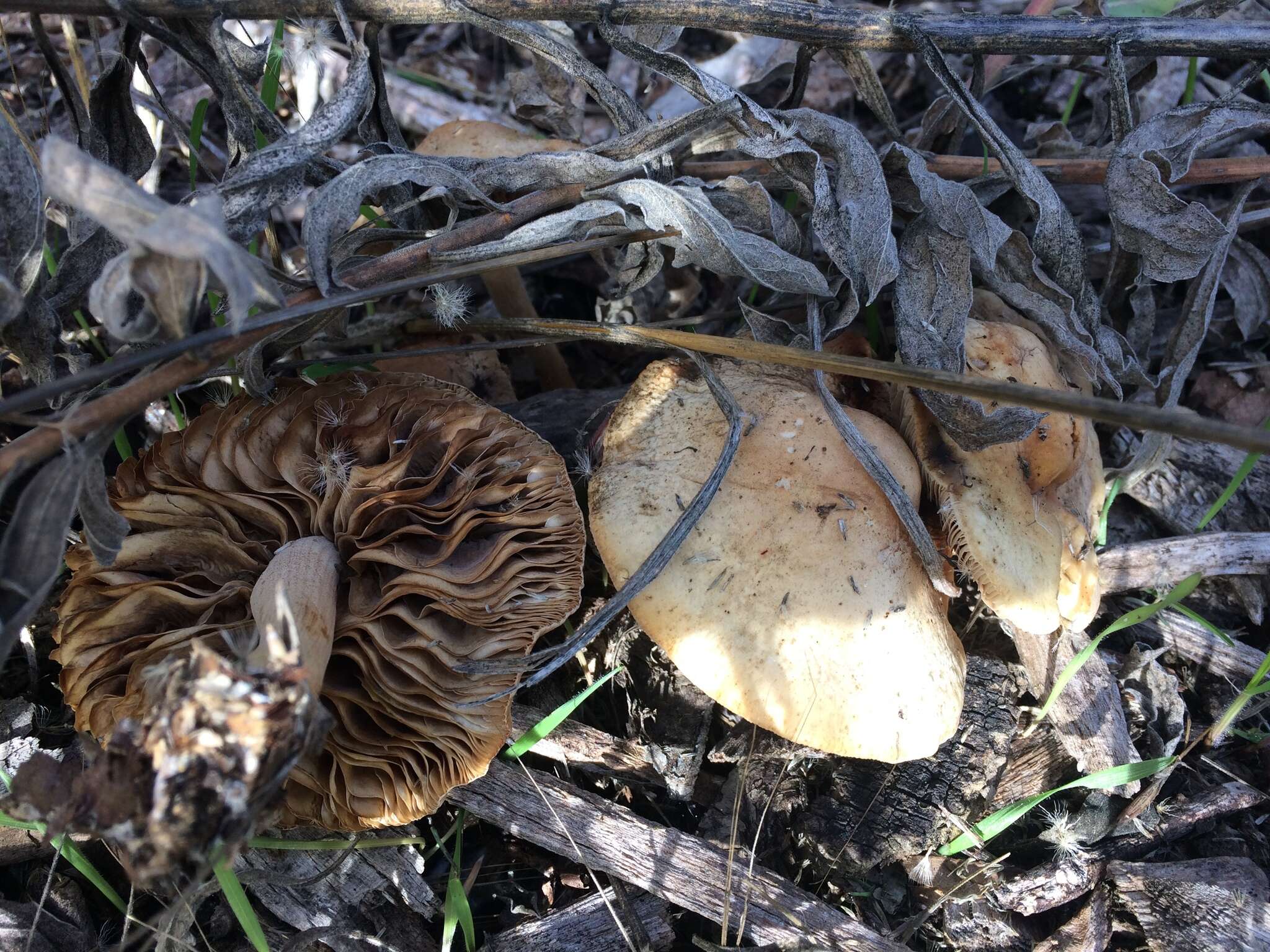 Image of Mulch fieldcap