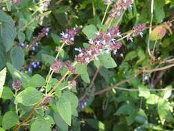 Image de Salvia mocinoi Benth.