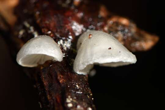 Image of Hohenbuehelia cyphelliformis (Berk.) O. K. Mill. 1986