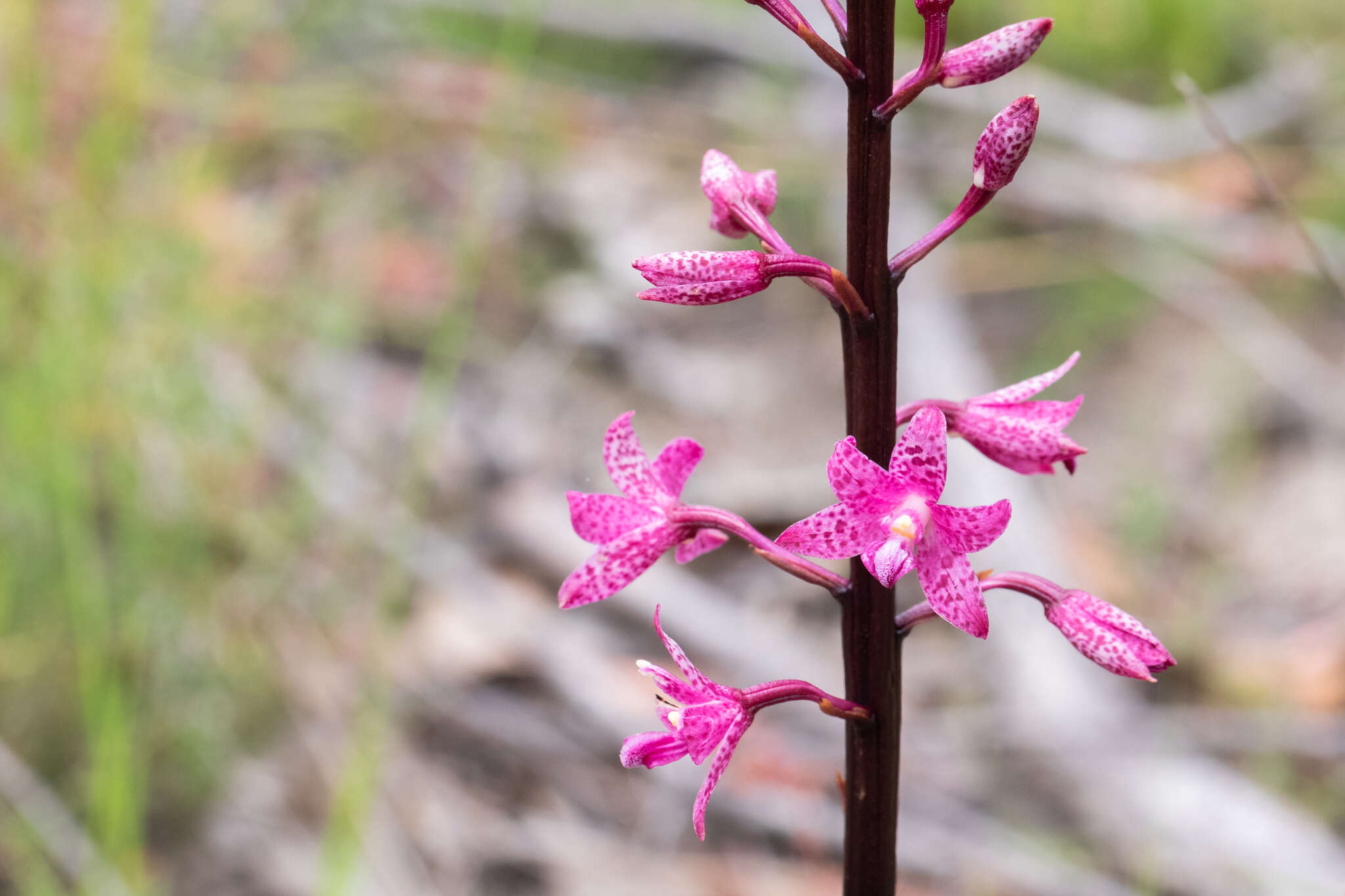 Image of Purple hyacinth orchid