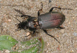 Image of Poecilus (Poecilus) lepidus (Leske 1785)