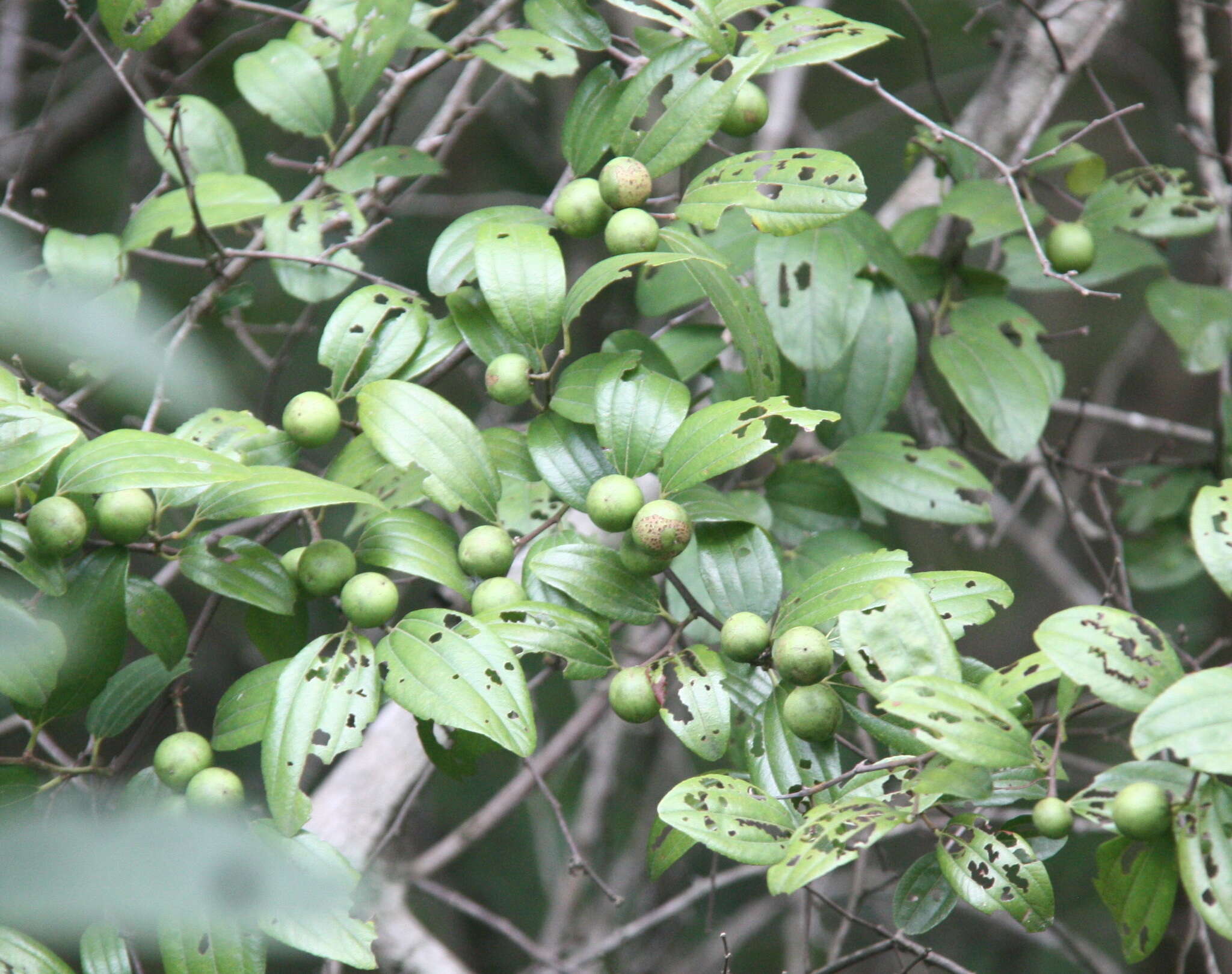 Ziziphus cambodiana Pierre resmi