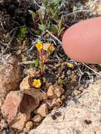 Image of Miniature Monkey-Flower