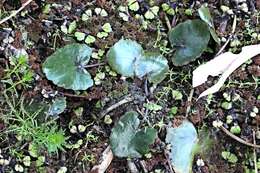 Image of Wavy Marshwort