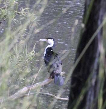 Image of Australian Pied Cormorant