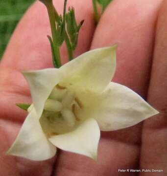 صورة Wahlenbergia grandiflora Brehmer