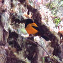 Image of Golden-backed Mountain Tanager