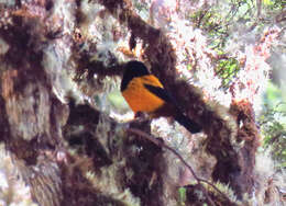 Image of Golden-backed Mountain Tanager