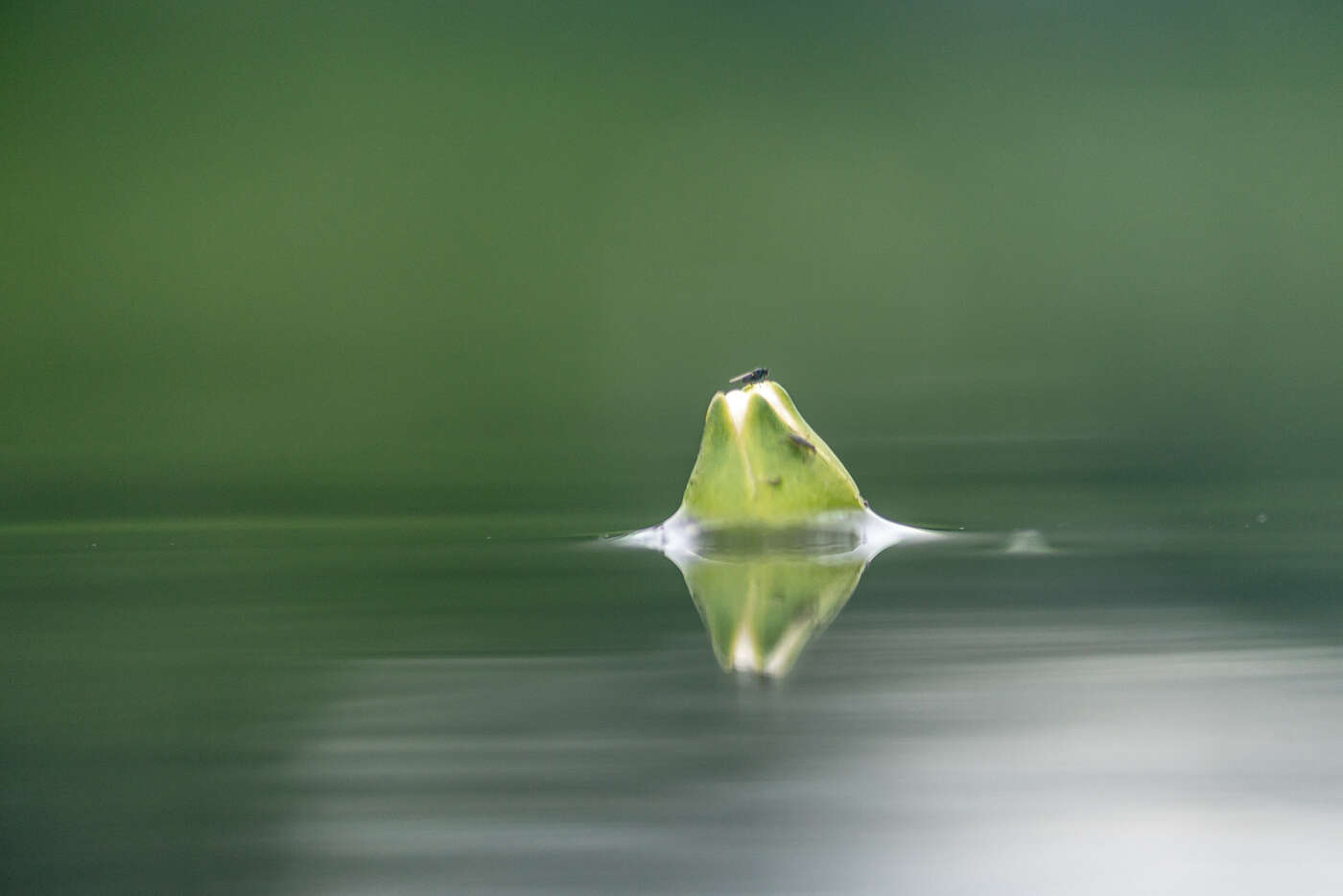 Image of Pygmy Water-Lily