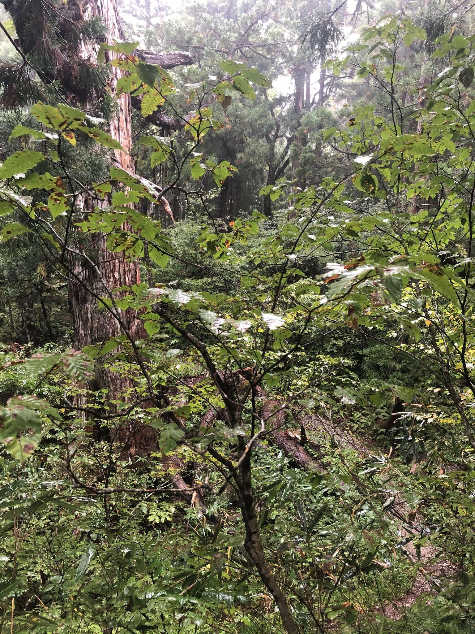 Image of Japanese Beech