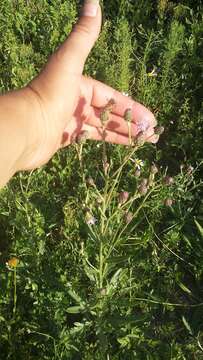 Image de Cirsium arvense var. vestitum Wimmer & Grabowski