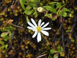 Image of Celmisia glandulosa Hook. fil.