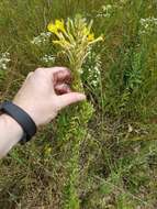 Oenothera clelandii W. Dietrich, P. H. Raven & W. L. Wagner的圖片