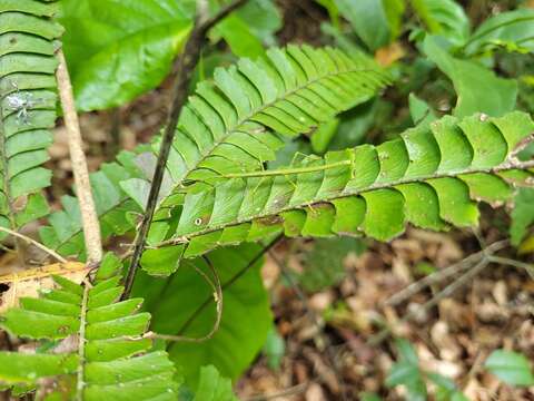 Plancia ëd Adiantum abscissum Schrad.