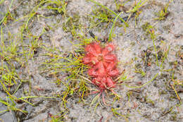 Imagem de Drosera trinervia Spreng.