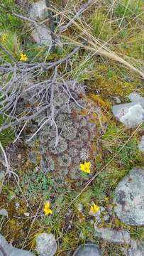 Image of Echinopsis pentlandii (Hook.) Salm-Dyck ex A. Dietr.