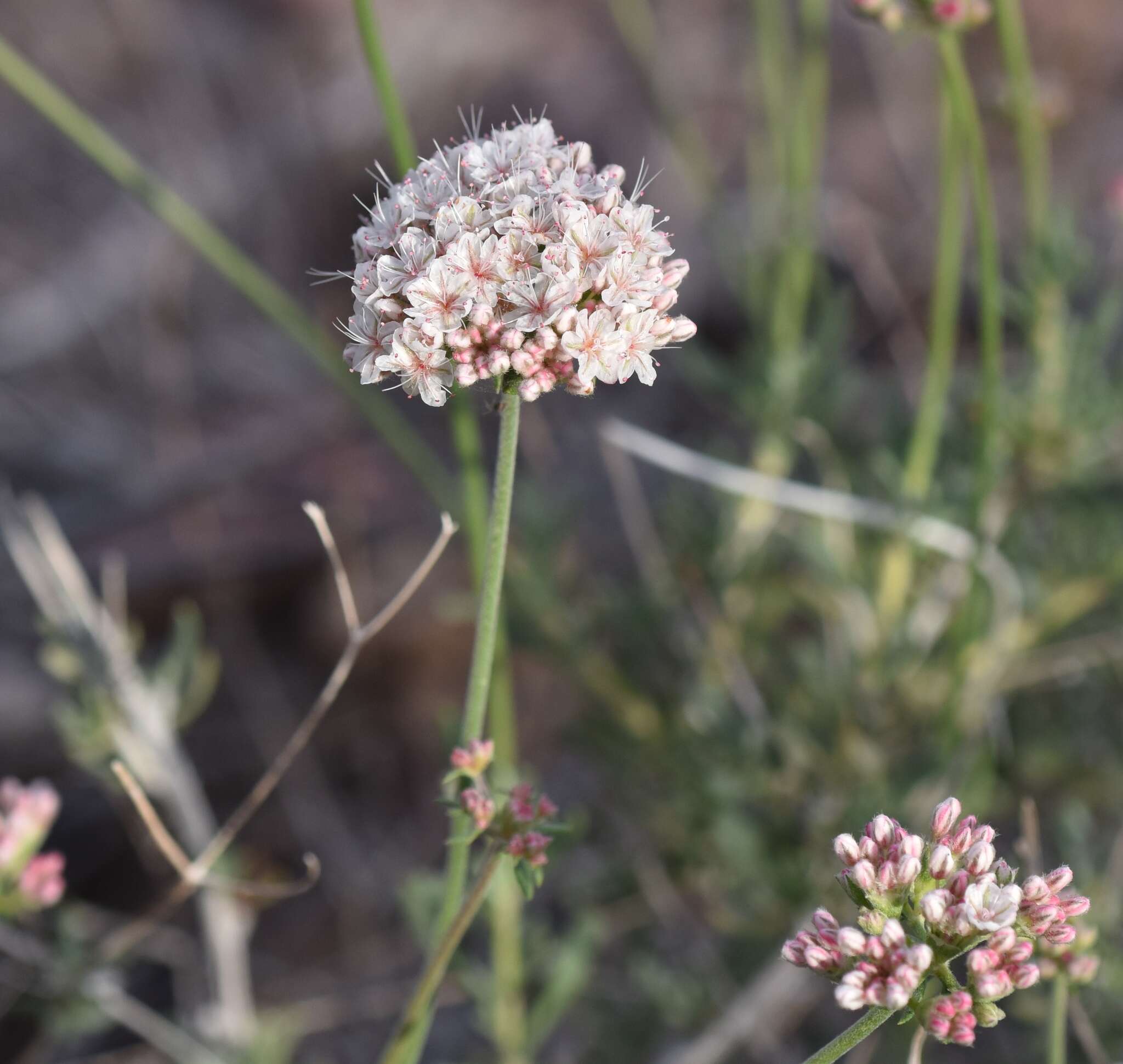 Imagem de Eriogonum fasciculatum var. polifolium (Benth.) Torrey & A. Gray