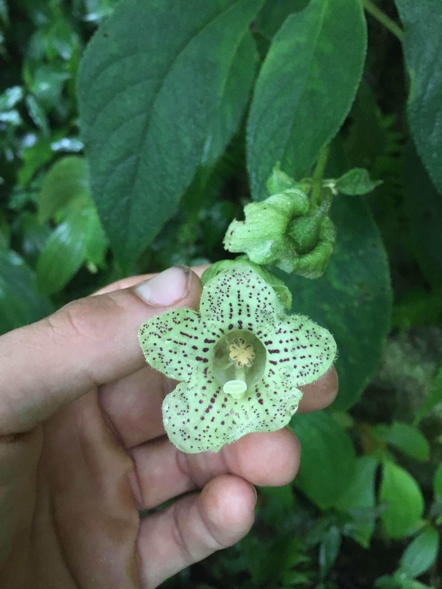 Sivun Kohleria tigridia (Ohlend.) Roalson & Boggan kuva