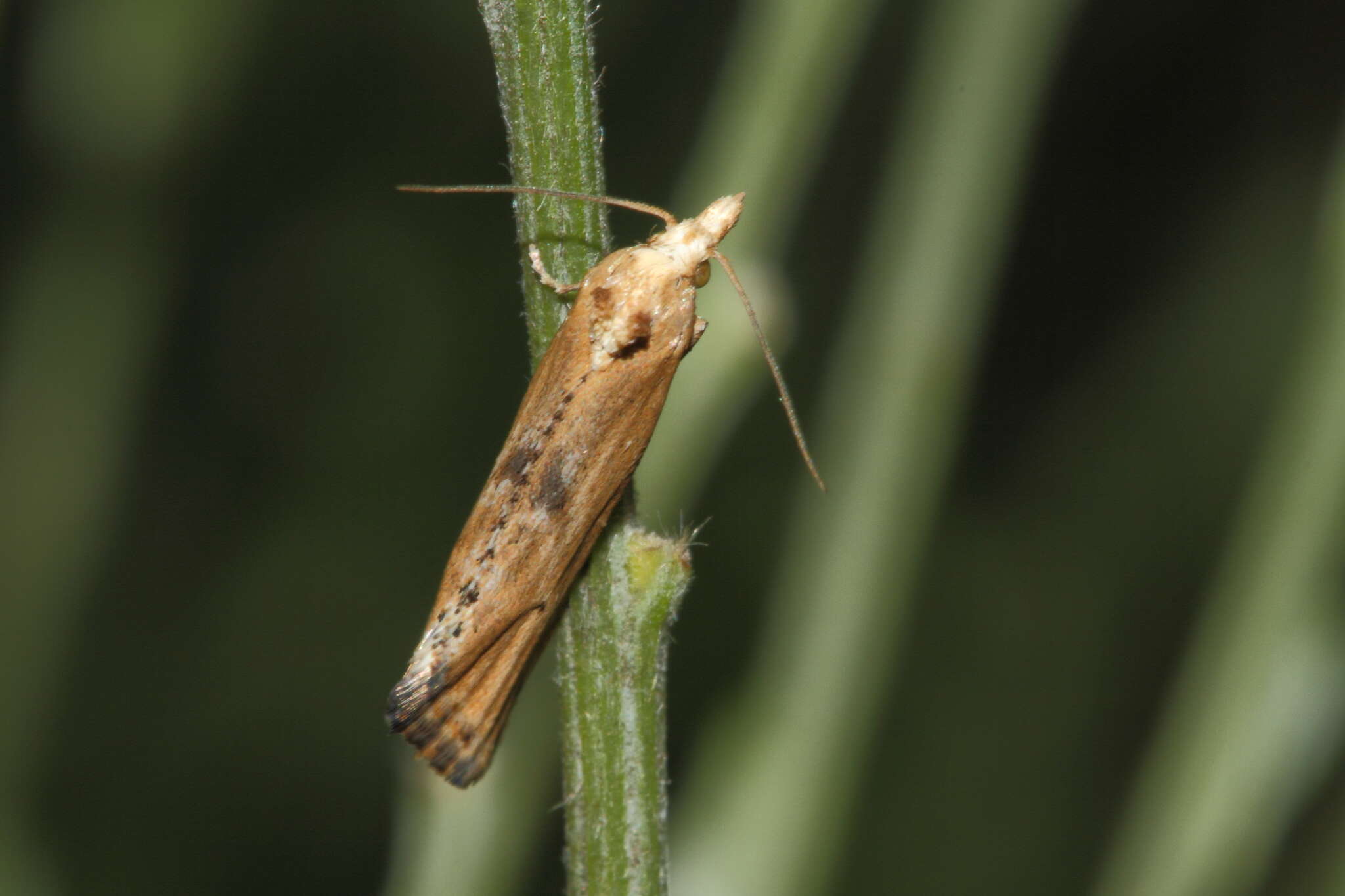 Cochylimorpha decolorella Zeller 1839的圖片