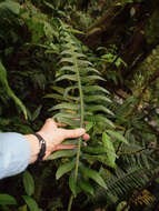 Image of Ravine Mid-Sorus Fern