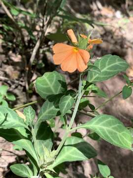 Crossandra fruticulosa Lindau resmi