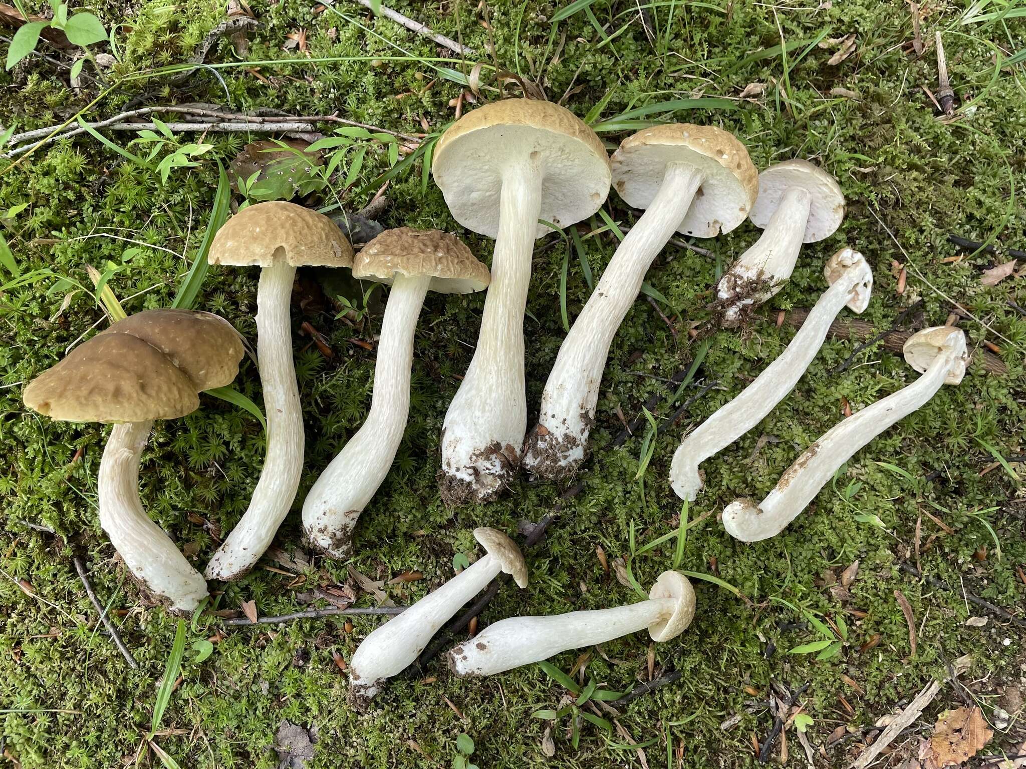 Sivun Boletus nobilis Peck 1905 kuva