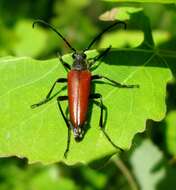 Image of Lepturalia nigripes (Degeer 1775)