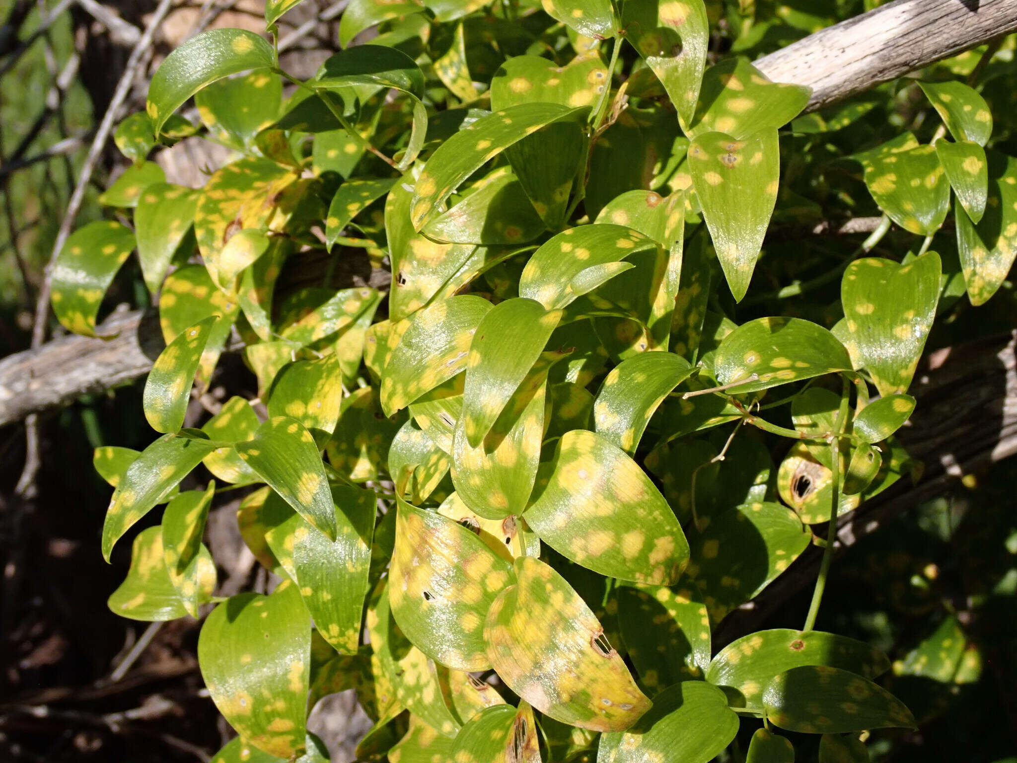 Image de Puccinia myrsiphylli (Thüm.) G. Winter 1884