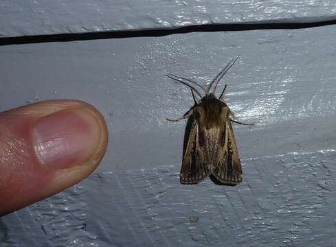 Image of Agrotis innominata Hudson 1898