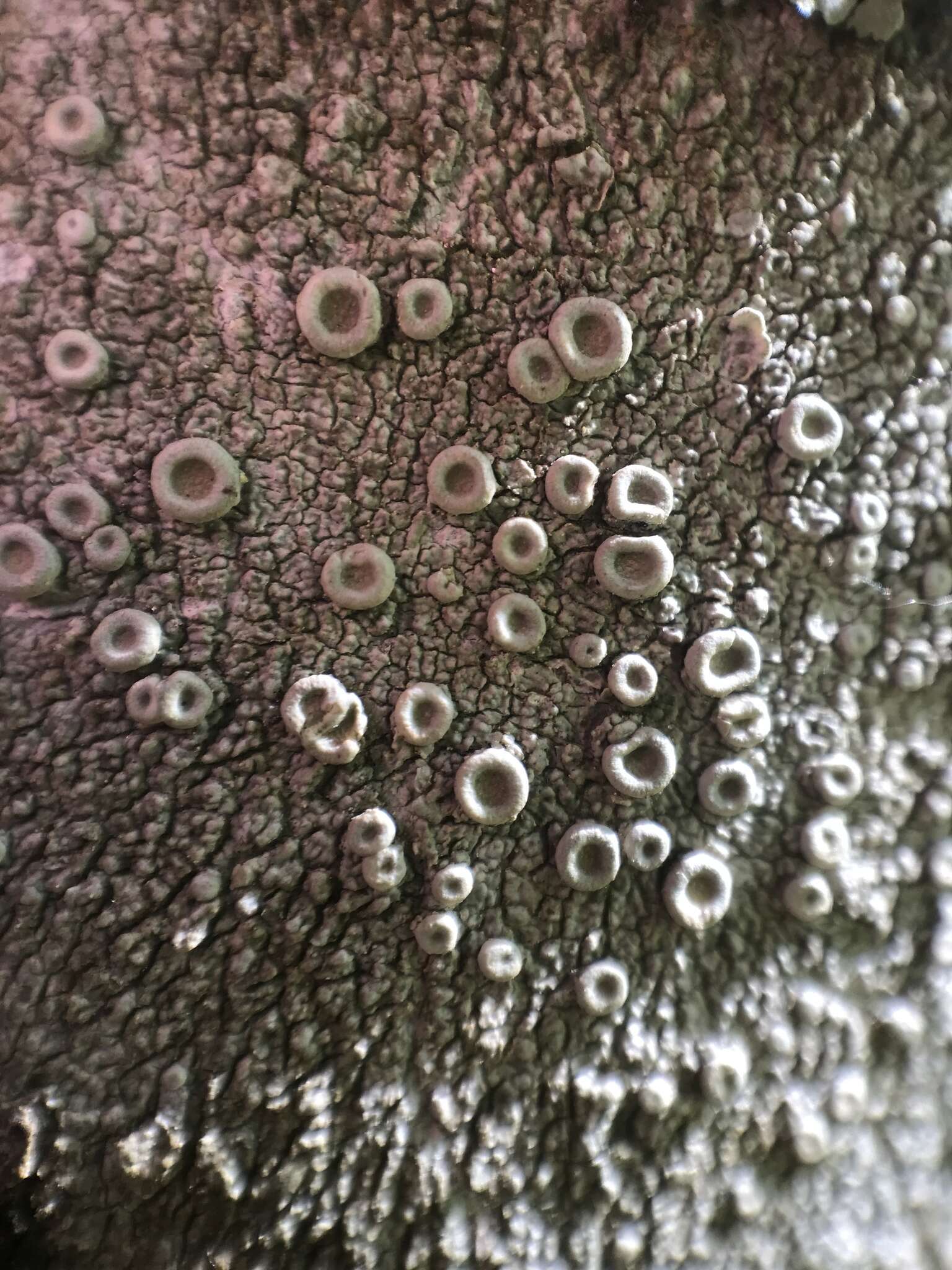 Image of Frosty saucer lichen