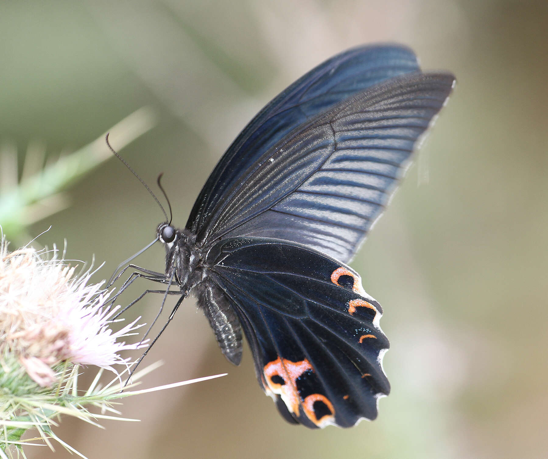 Image of <i>Papilio <i>protenor</i></i> protenor