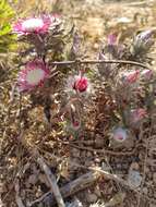 Imagem de Carlina pygmaea (Post) Holmboe