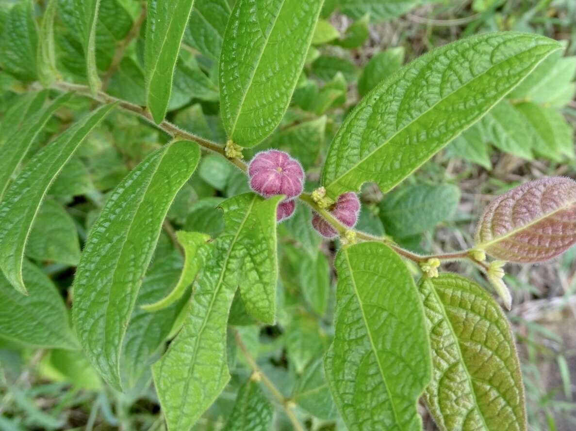 Image of Phyllanthus eriocarpus (Champ. ex Benth.) Müll. Arg.