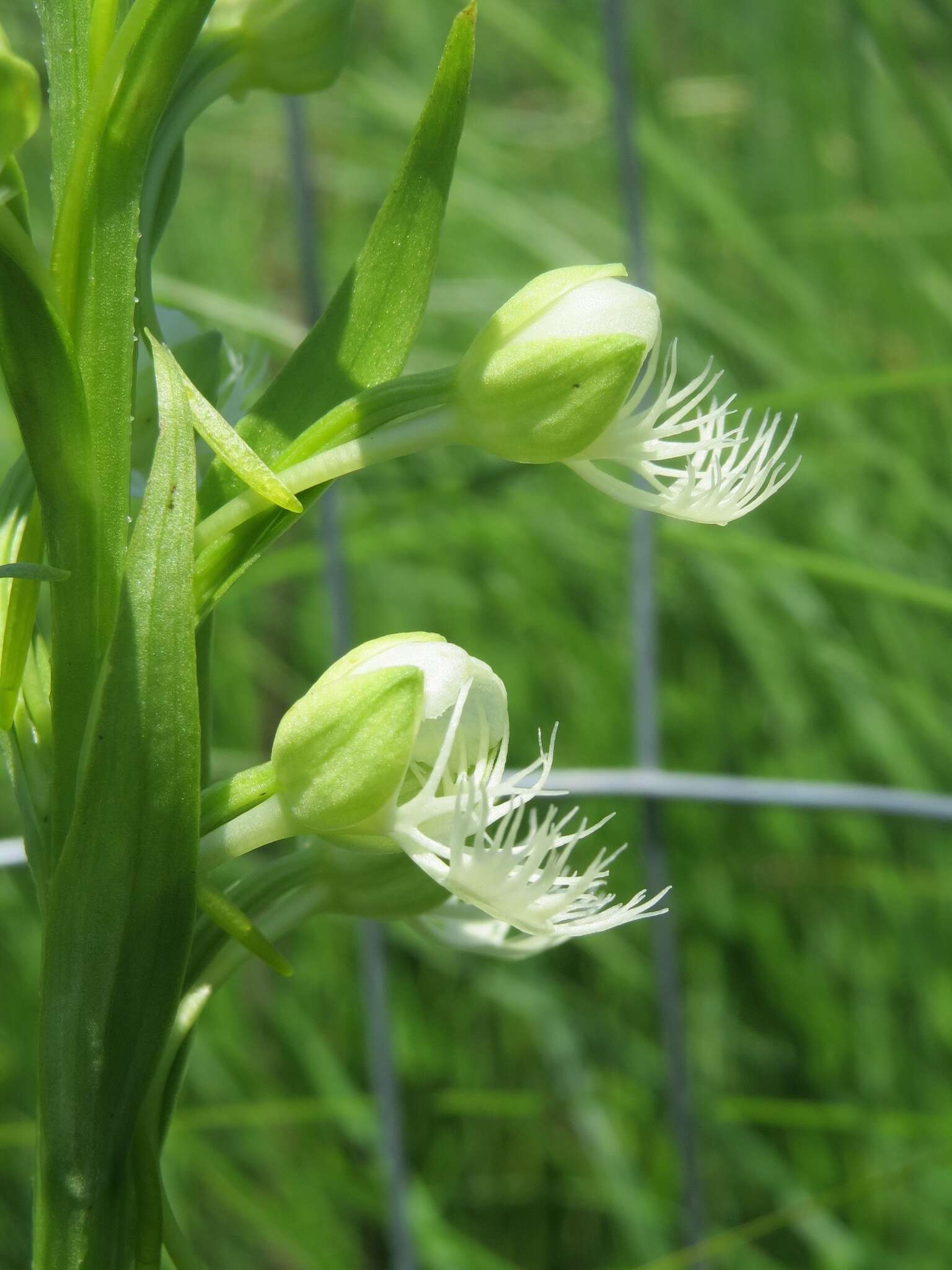 Image of Eastern prairie fringed orchid