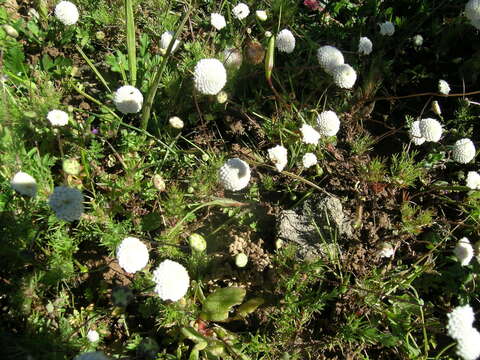 Image de Cotula nudicaulis Thunb.