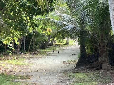 Image of Marianas Scrubfowl