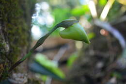 Image of Lycaste crinita Lindl.