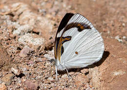 Plancia ëd Dynamine myrrhina Doubleday (1849)