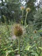 صورة Dipsacus strigosus Willd.