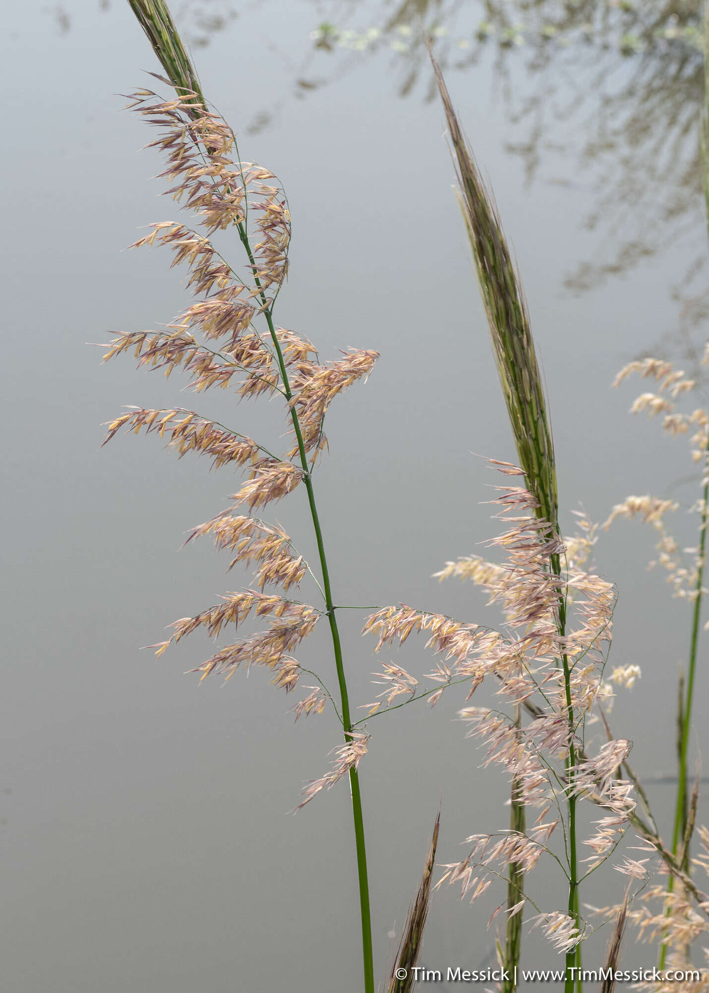 Zizania palustris L. resmi