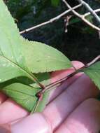 Sivun Crataegus calpodendron (Ehrh.) Medik. kuva