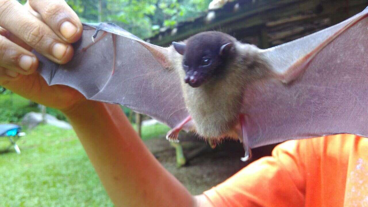 Image of Black-capped Fruit Bat