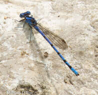 Image of Argia funebris (Hagen 1861)