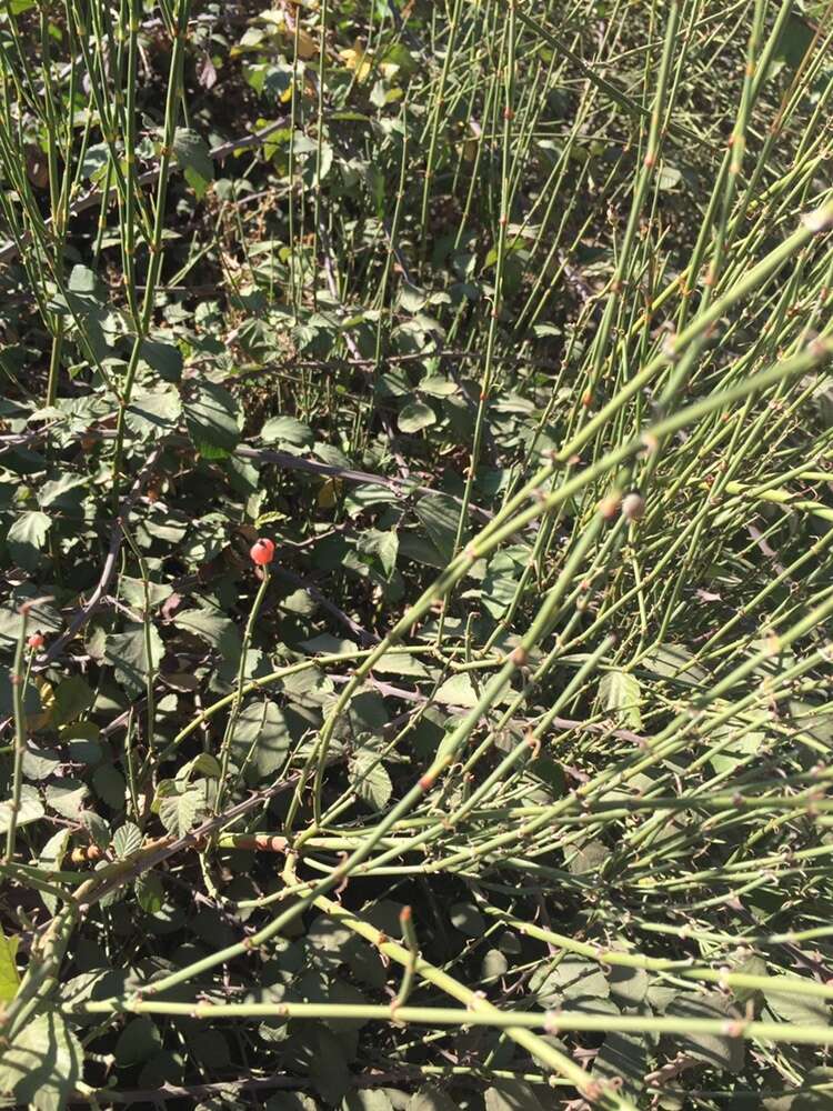 Imagem de Ephedra chilensis C. Presl