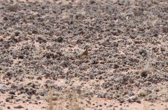 Image of Burchell's Courser