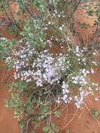 Image of gilia beardtongue