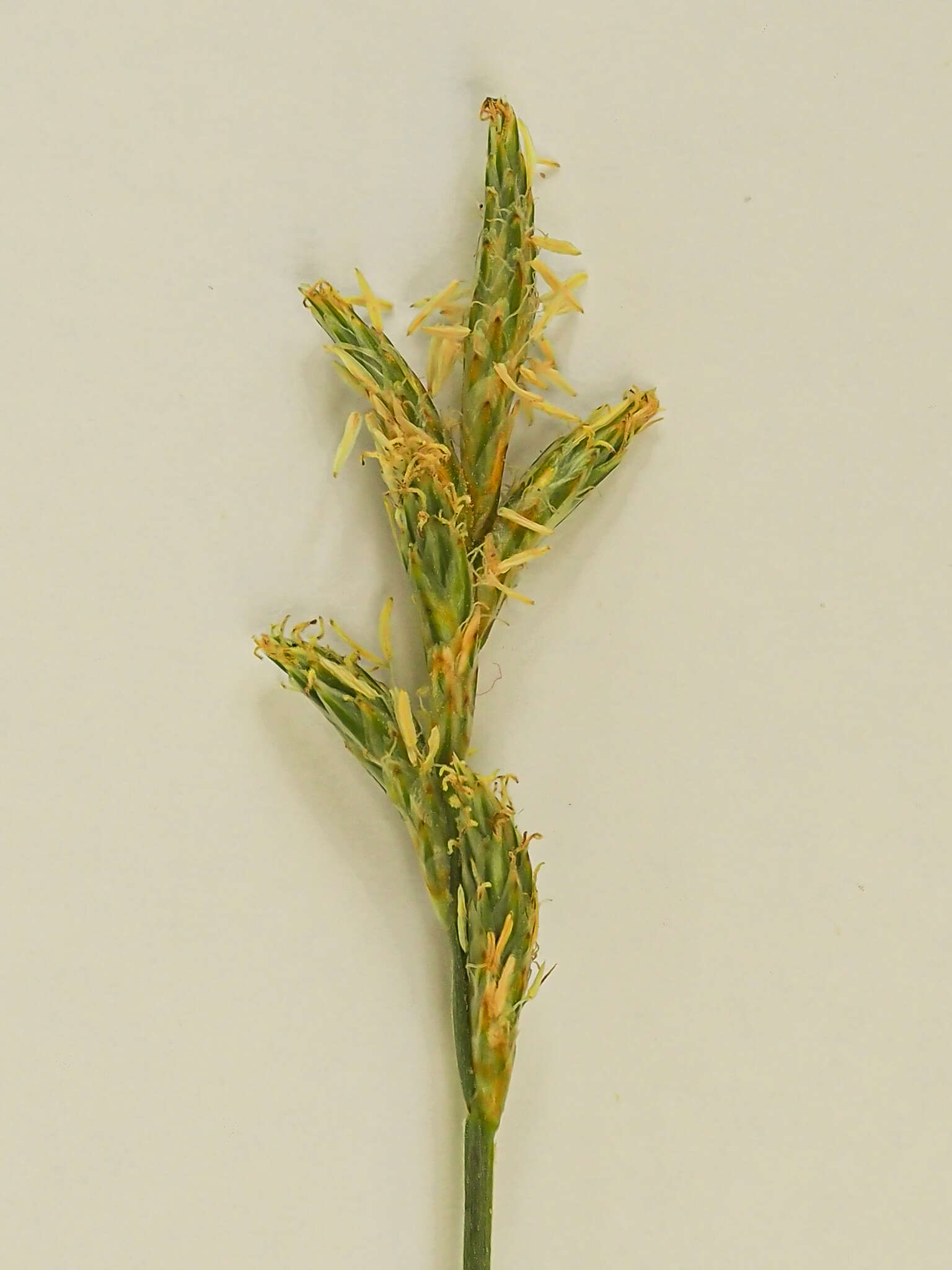 Image of quaking-grass sedge