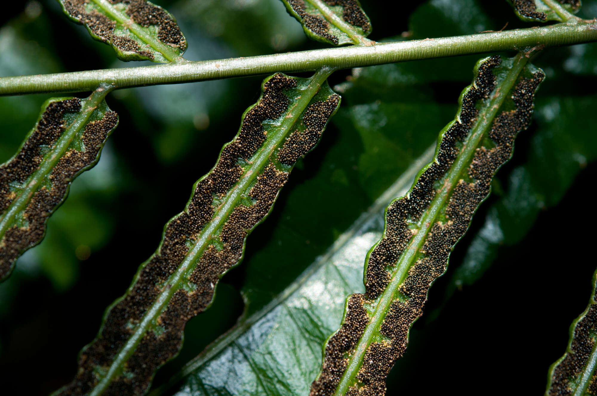 Image of Bolbitis angustipinna (Hayata) Itô