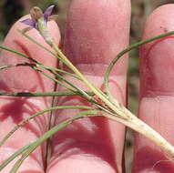 Image of Romulea minutiflora Klatt