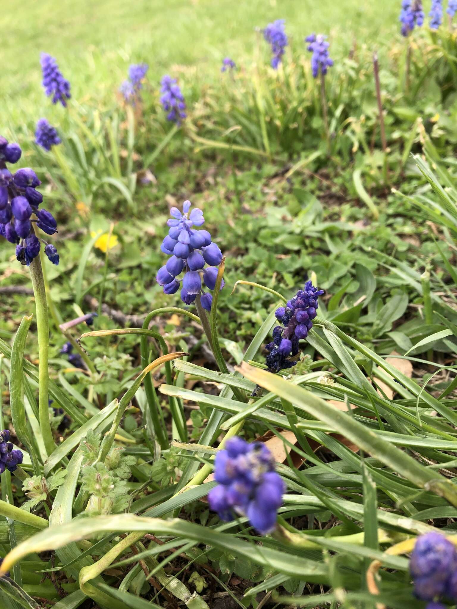 Image of common grape hyacinth